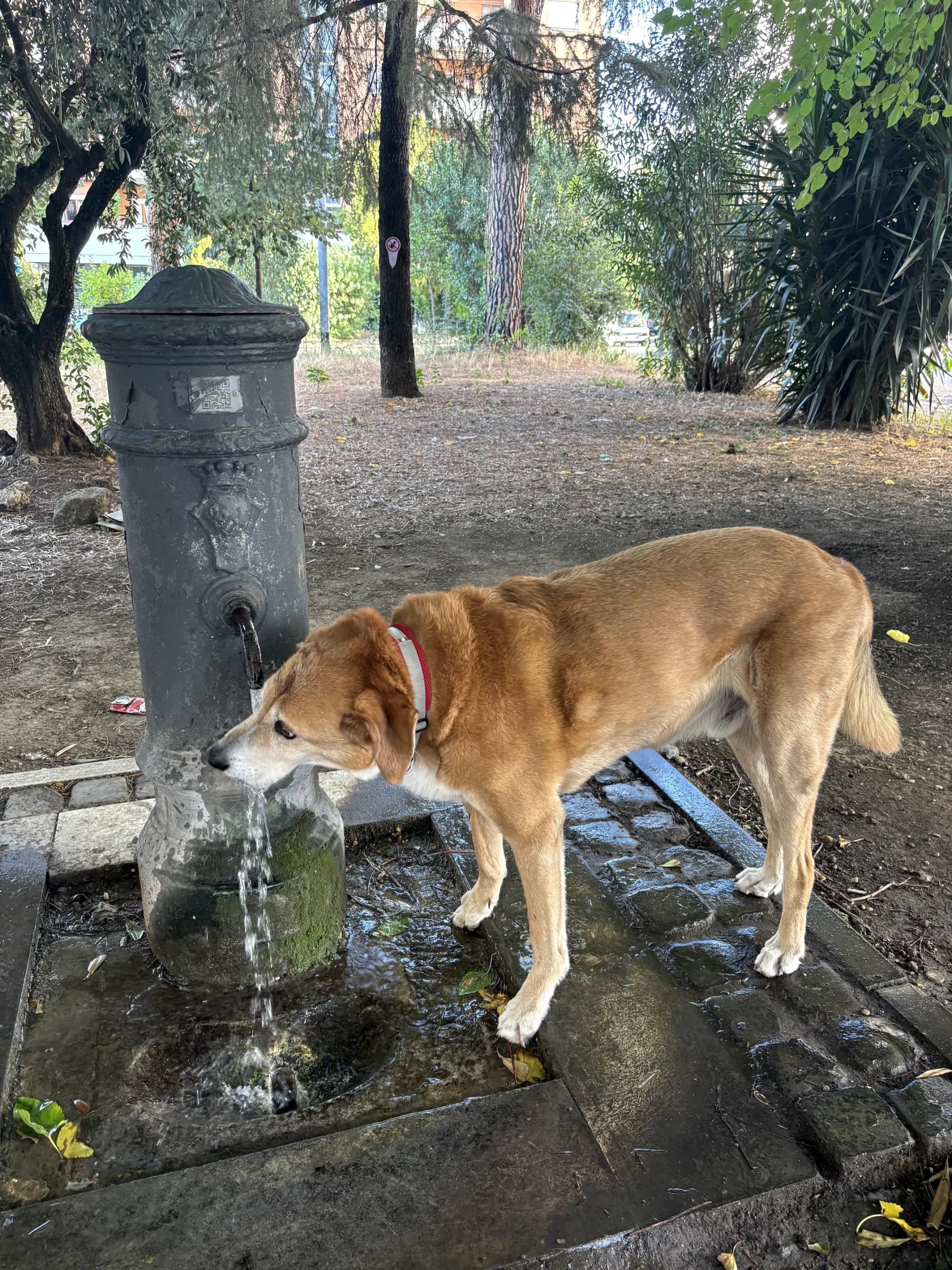 Shek drinking from a classic Roman nasone street fountain